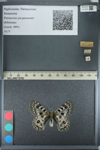 Media type: image;   Entomology 174644